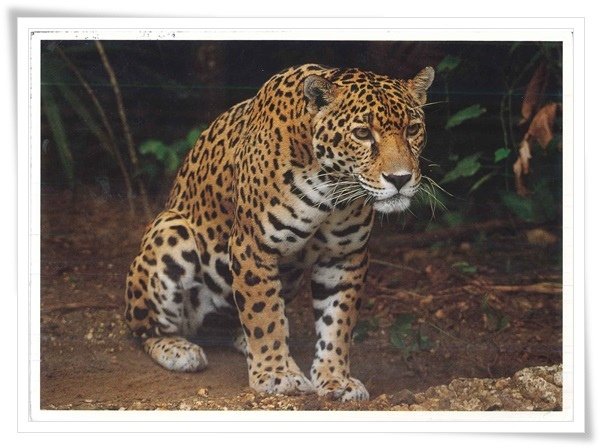 exotic wildlife jaguar.jpg