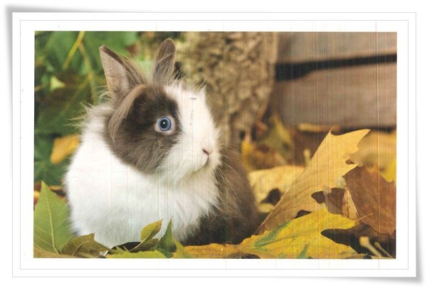 bunny with blue eyes.jpg