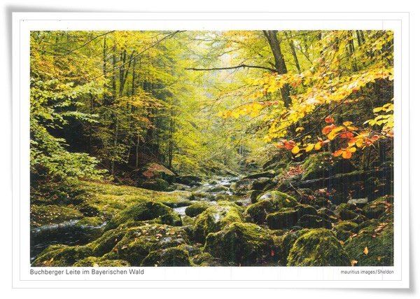 bayerischen wald.jpg