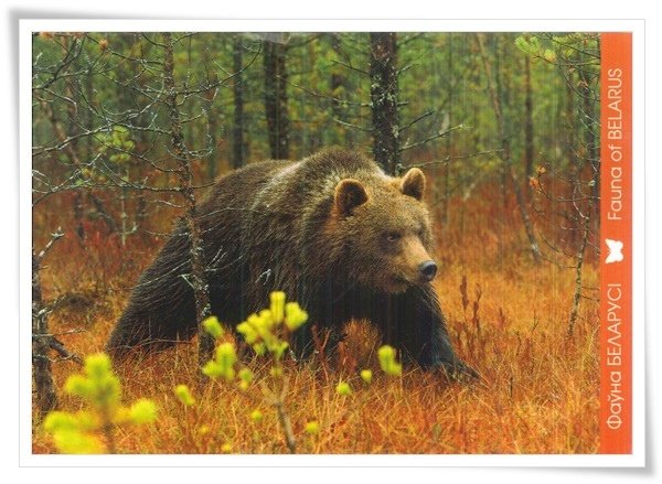 brown bear_fauna of BY.jpg