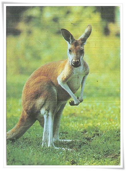 kangaroo.jpg