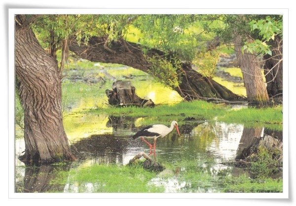 landscape with a stork.jpg