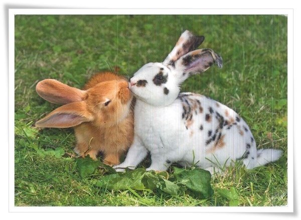 rabbit kiss.jpg