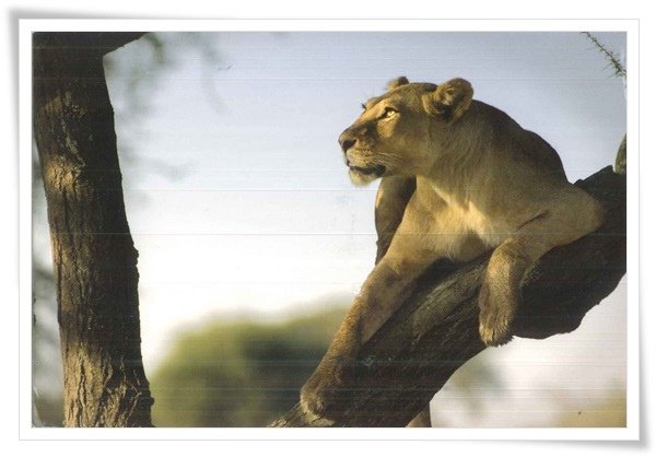 lioness on a branch.jpg