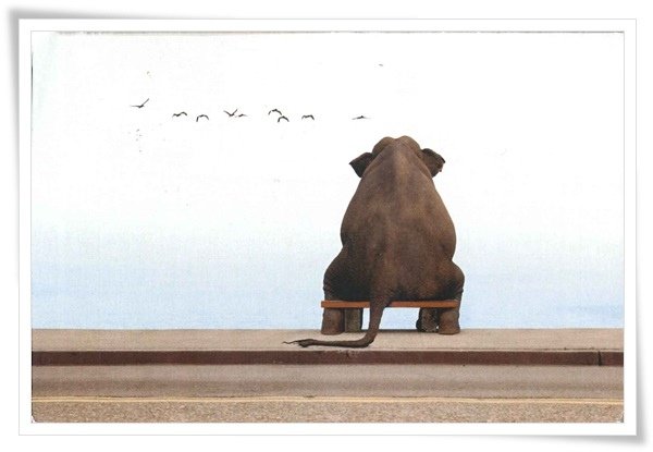 elephant on the chair.jpg