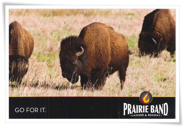 the prairie band