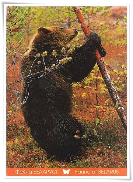 fauna of belarus_ brown bear.jpg