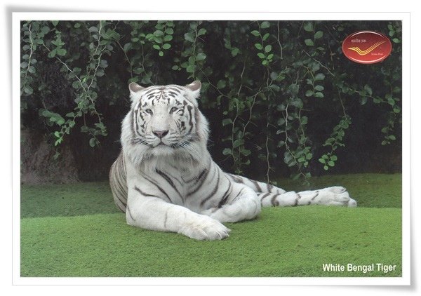 white bengal tiger.jpg