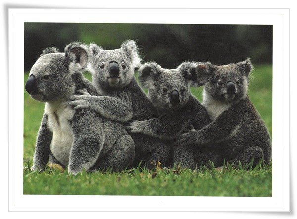 koala family.jpg