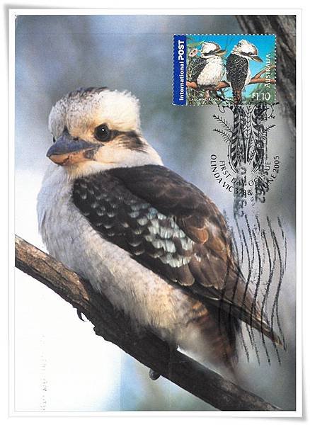 laughing kookaburra.jpg