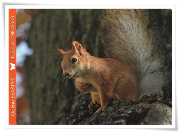 red squirrel