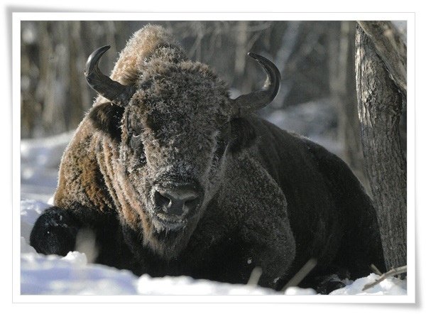 polish bison.jpg