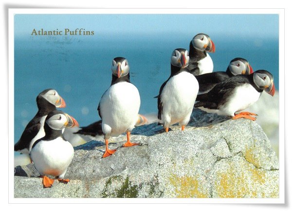 atlantic puffins.jpg