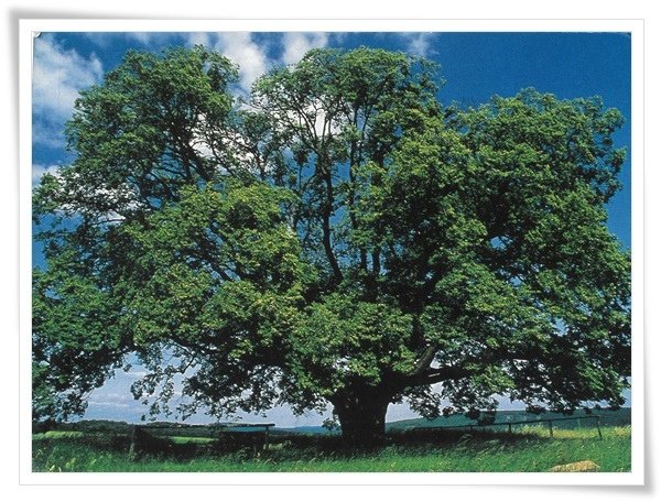 damire tree.jpg