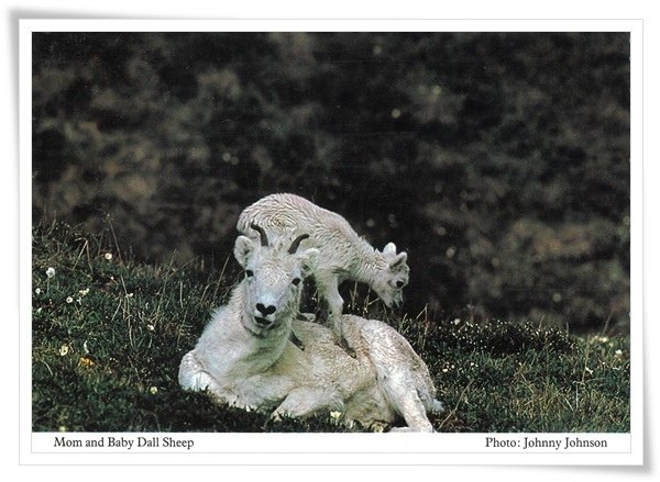 dall sheep.jpg