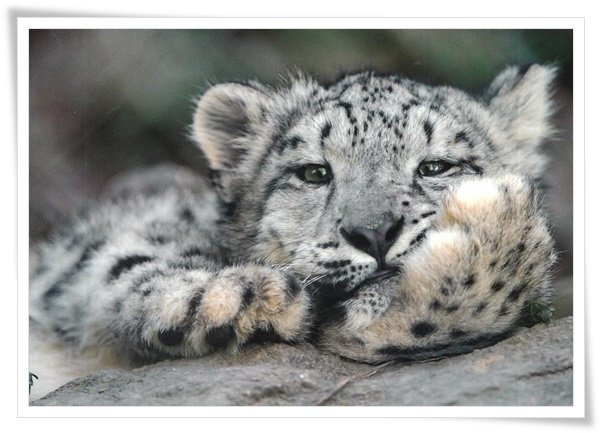 snow leopard.jpg