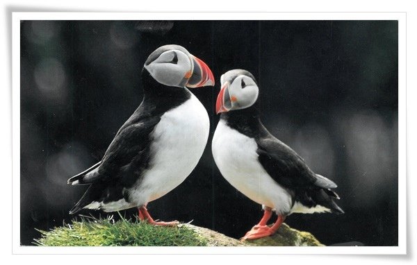 puffin island.jpg