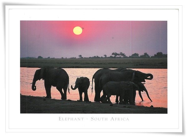 elephant in south africa.jpg