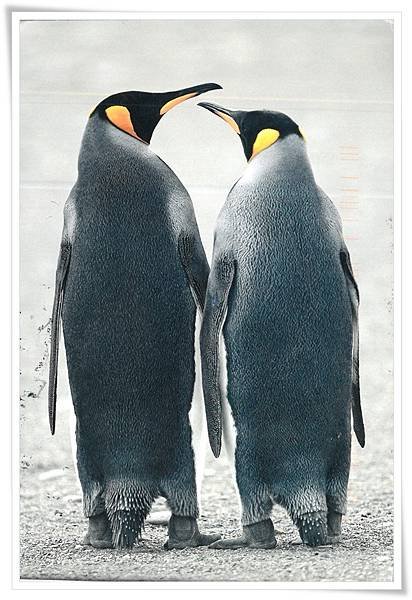 king penguins.jpg