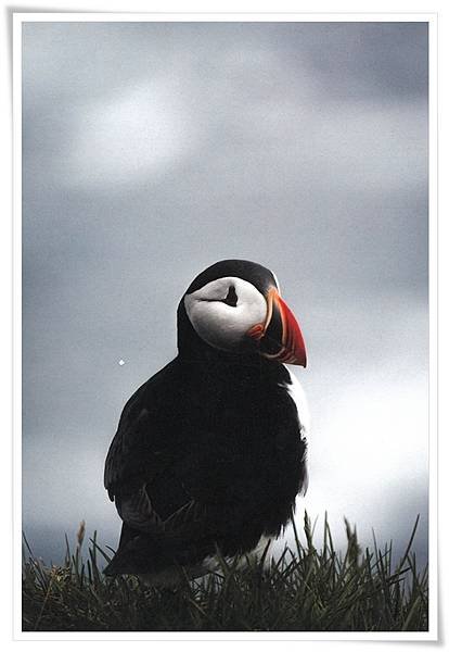 puffin.jpg