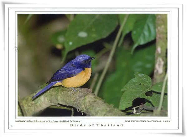 BIRD OF THAILAND.jpg