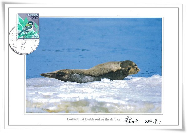 &lt;&lt;北海道&gt;&gt;Hokkaido: A lovable seal on the dirft ice