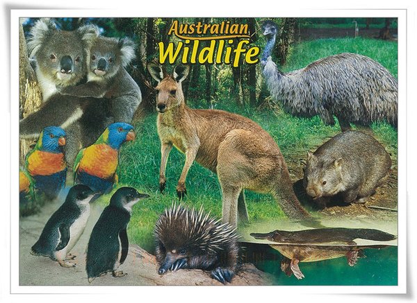 Australian wildlife.jpg