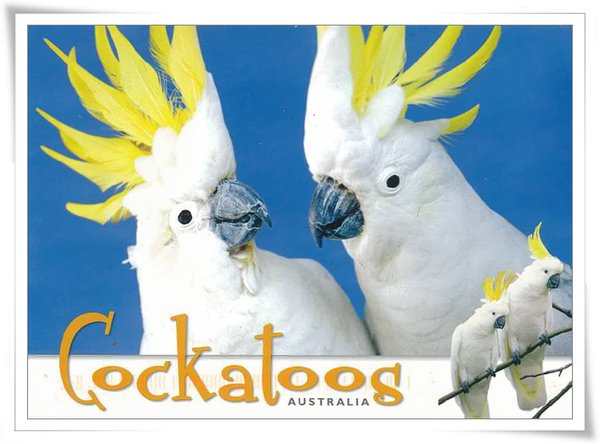 cockatoos.jpg