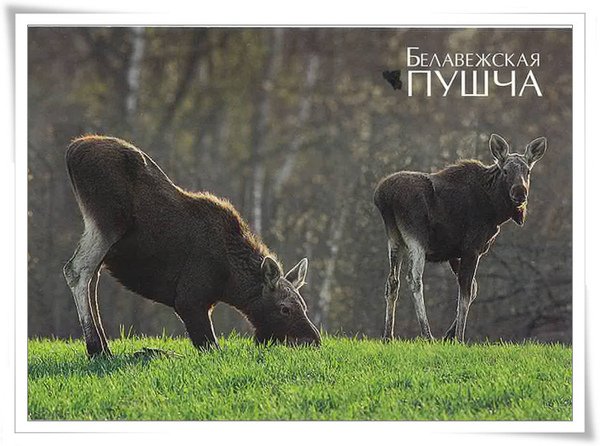 ELK OF MINSK.jpg