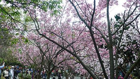P1150865_副本.jpg