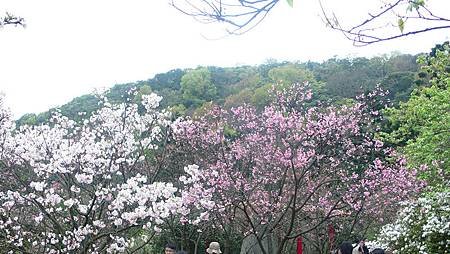 P1150884_副本.jpg