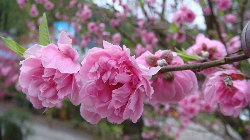 DSC01334_副本.jpg