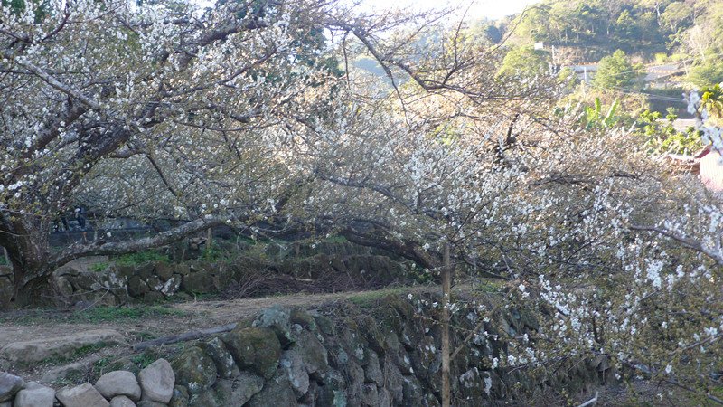 P1200433_副本.jpg