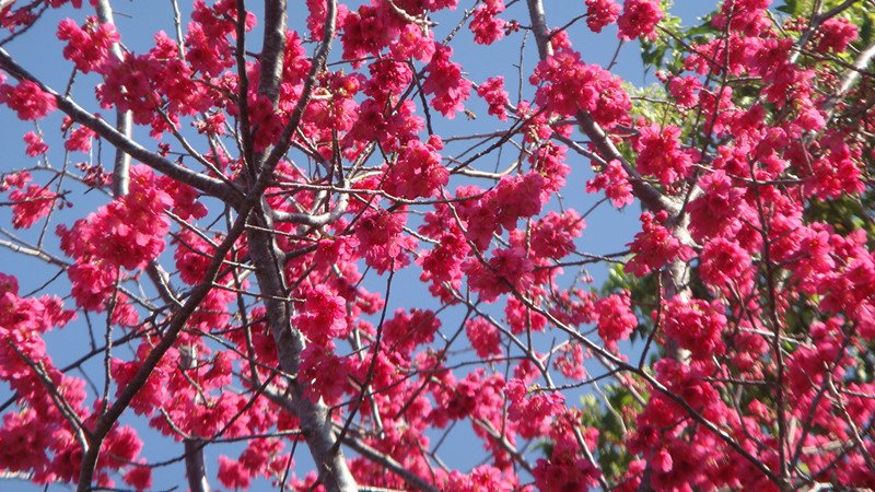 DSC08946_副本.jpg