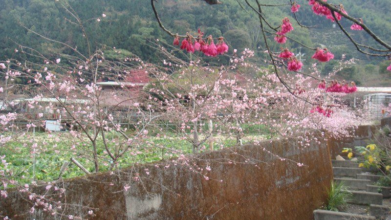 DSC08974_副本.jpg