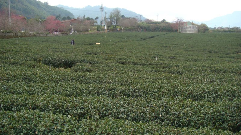 DSC08985_副本.jpg