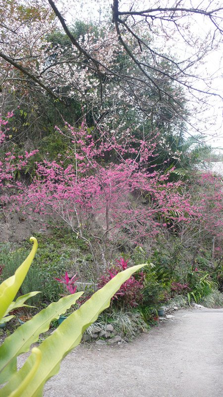 P1200485_副本.jpg
