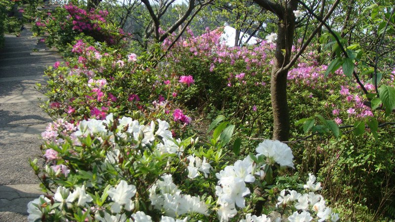 DSC09605_副本.jpg