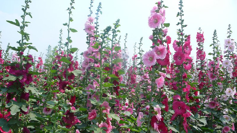 P1210966_副本員林南區公園.jpg