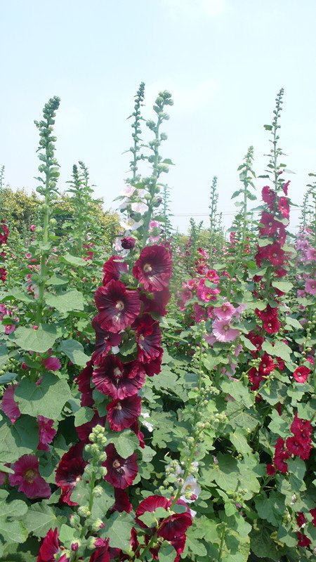 P1210980_副本.jpg