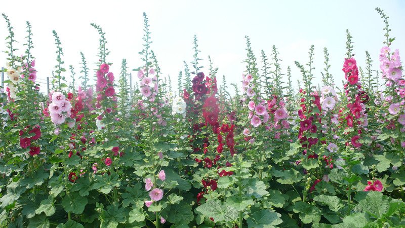 P1220011_副本.jpg