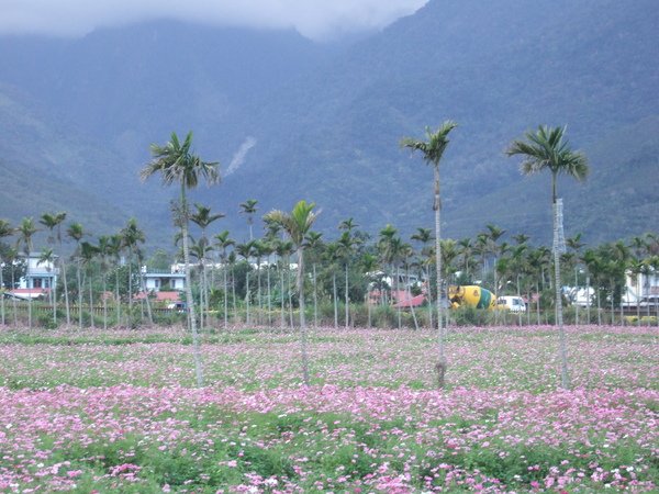 花東縱谷花海-2.JPG