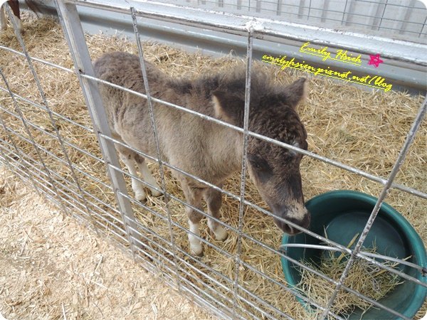 pony1
