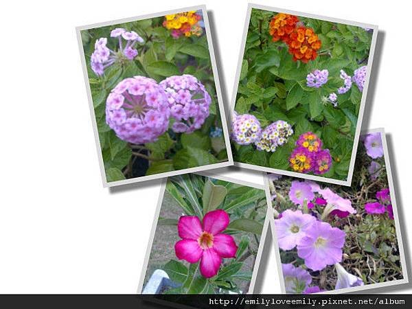 學校花花草草