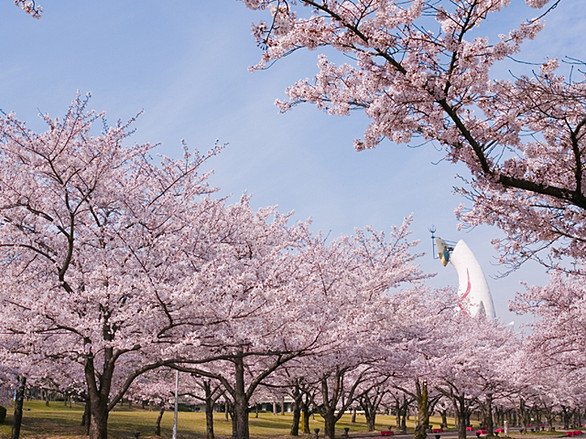 大阪萬博紀念公園