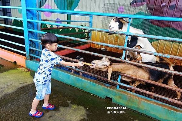 22.水鹿咖啡親子餐廳可親近多種動物，圖:痞客邦部落格「靜怡%26;大顆呆の親子.旅遊.美食」提供。.jpeg