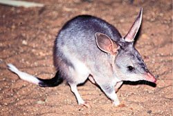 bilby.jpg