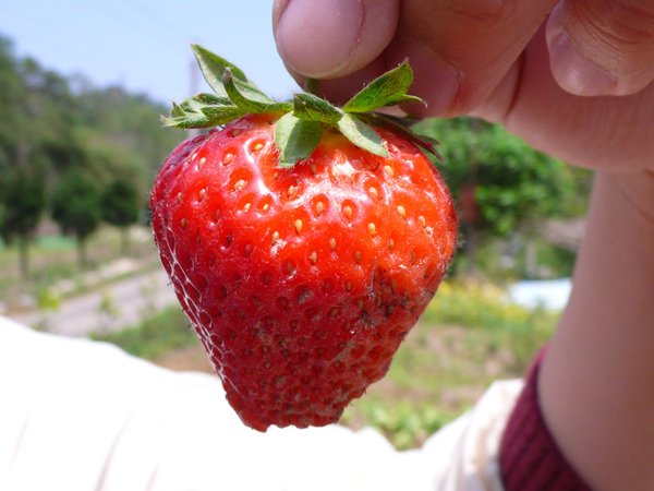 strawberry2.jpg