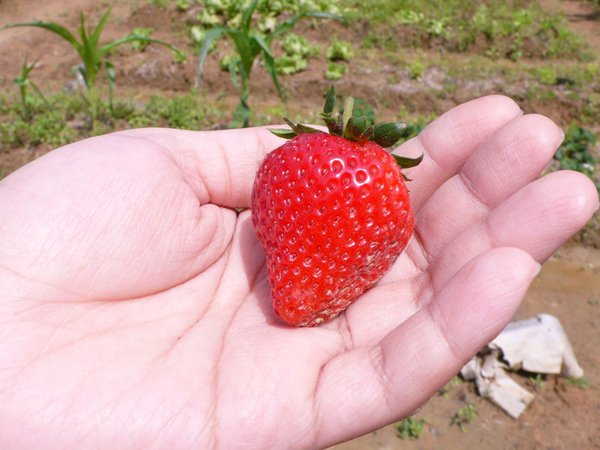 strawberry3.jpg