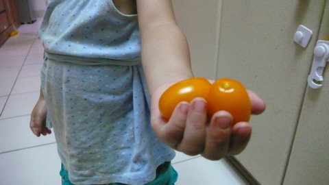 tomato_hand1.JPG